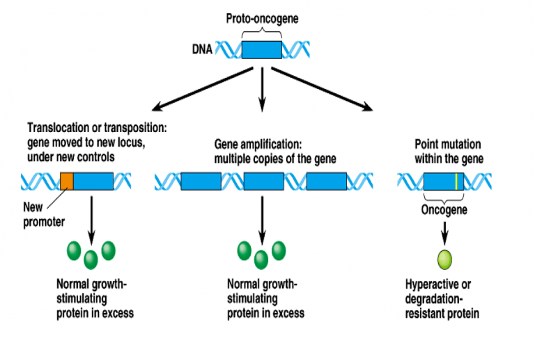 Mechanisms of transformation of proto oncogene to oncogene