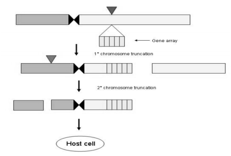 Minichromosomes can be produced by telomere mediated