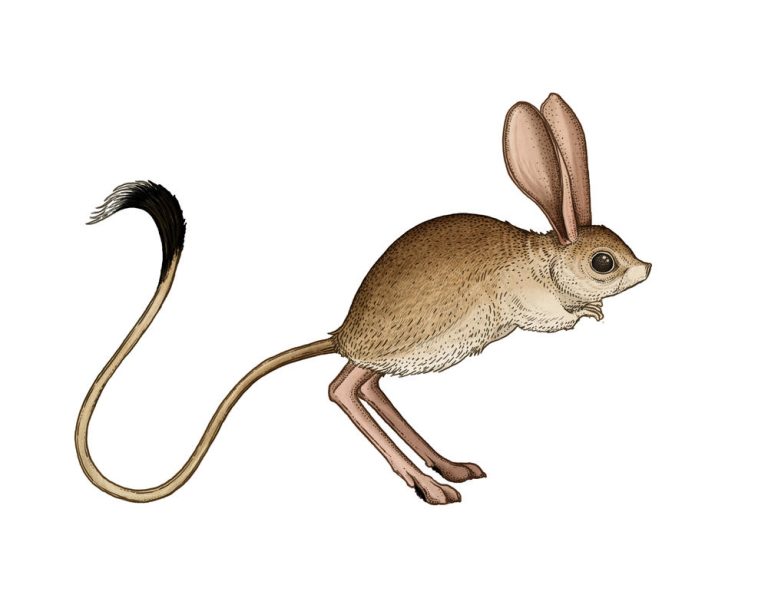 North African jerboa