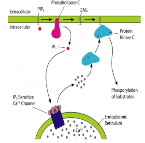 Major pathways of Intracellular Cell Signalling