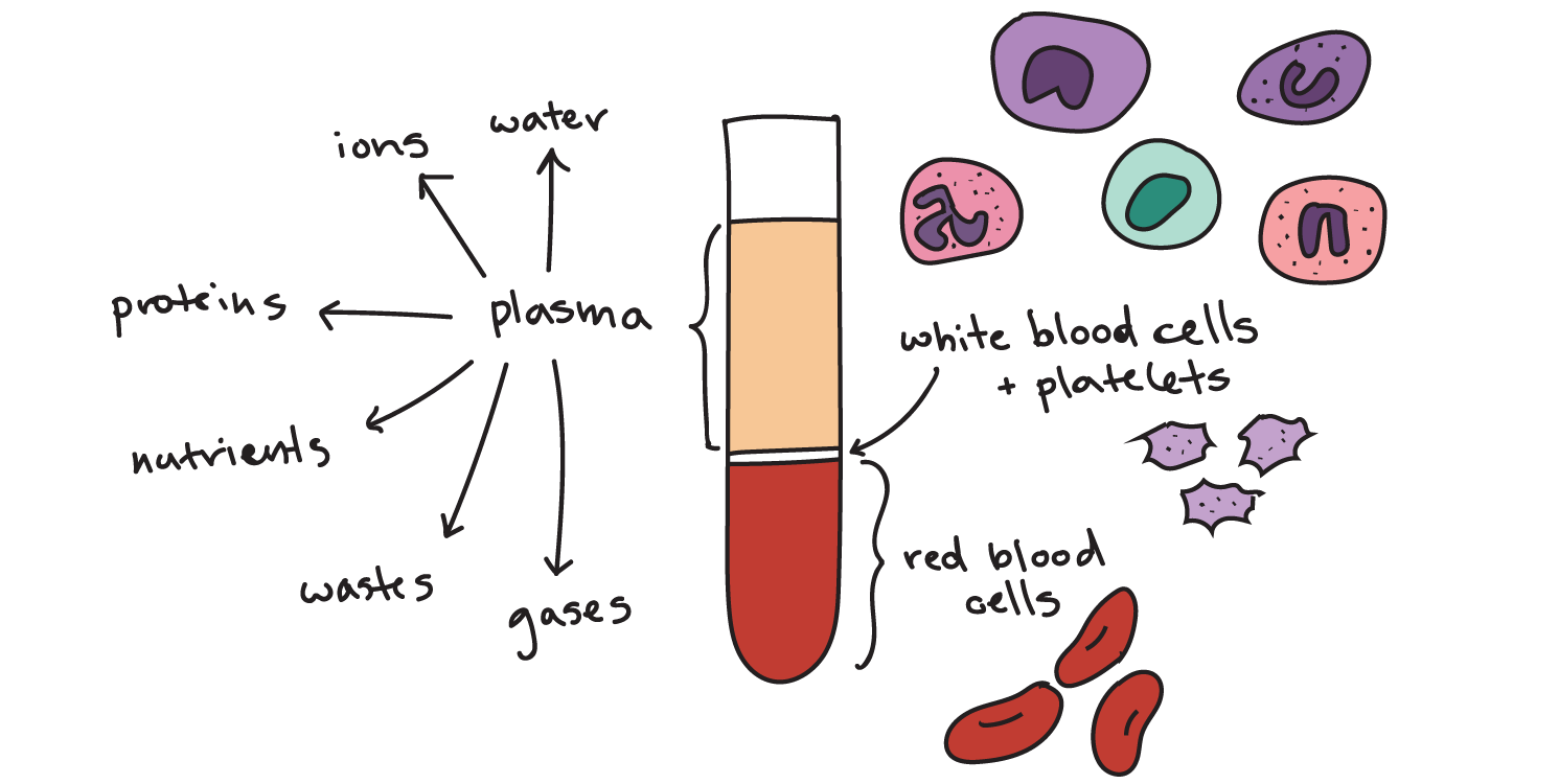 What are the components of blood?
