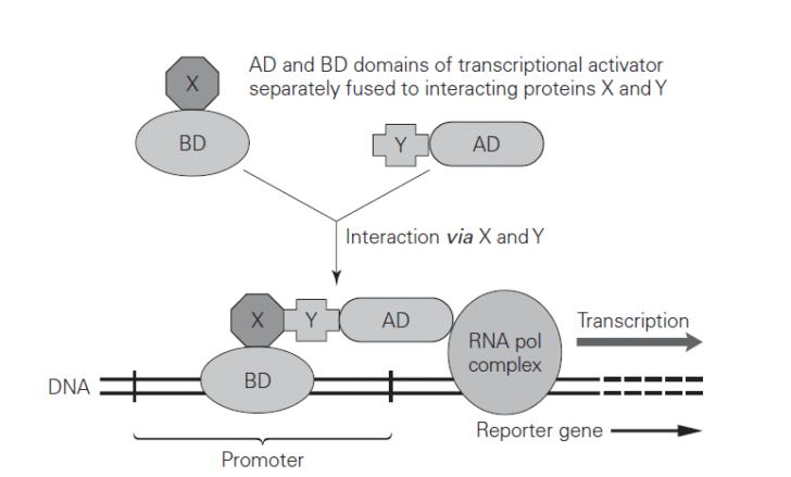 Proteomics: An Overview