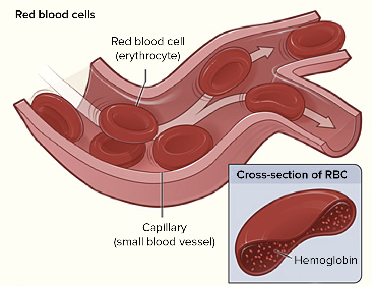 What are the components of blood?