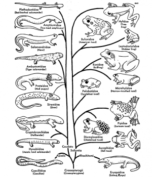 Amphibia. Frogs, Toads, Salamanders - Biology Ease