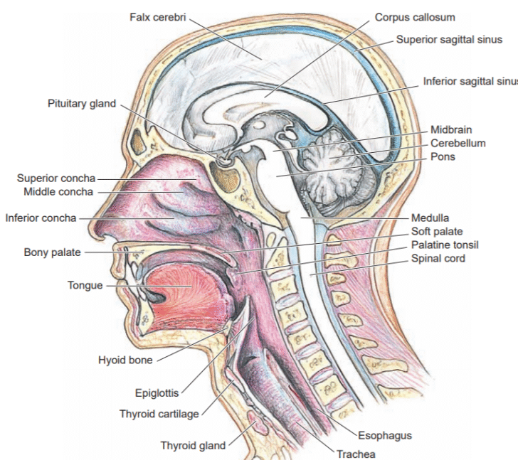 Nose (Nasal Cavity)