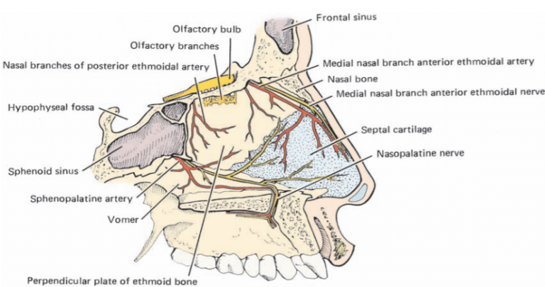 Nose (Nasal Cavity) - Biology Ease