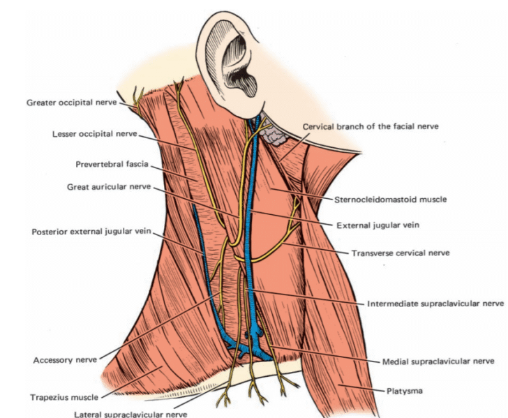 Veins of the Neck