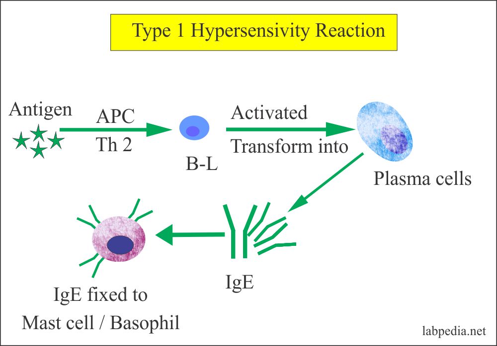 Hypersensitivities Autoimmunity And Immunization Biology Ease