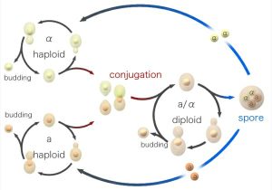 General characteristics of Yeast