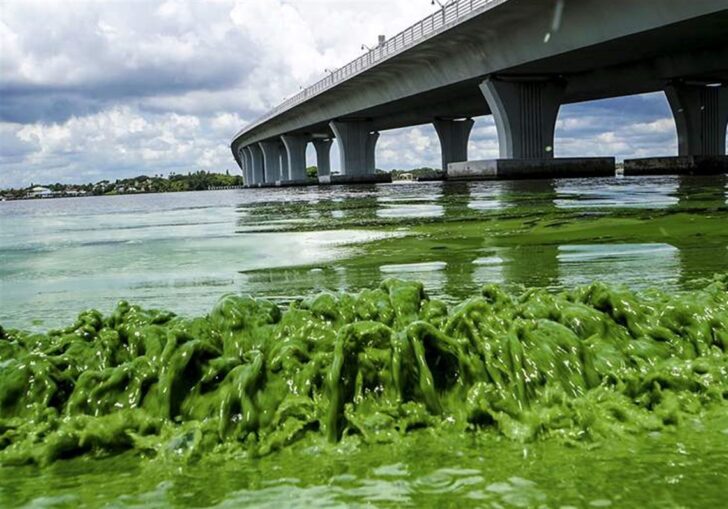 THE ALGAL PHENOMENON- ALGAL BLOOM
