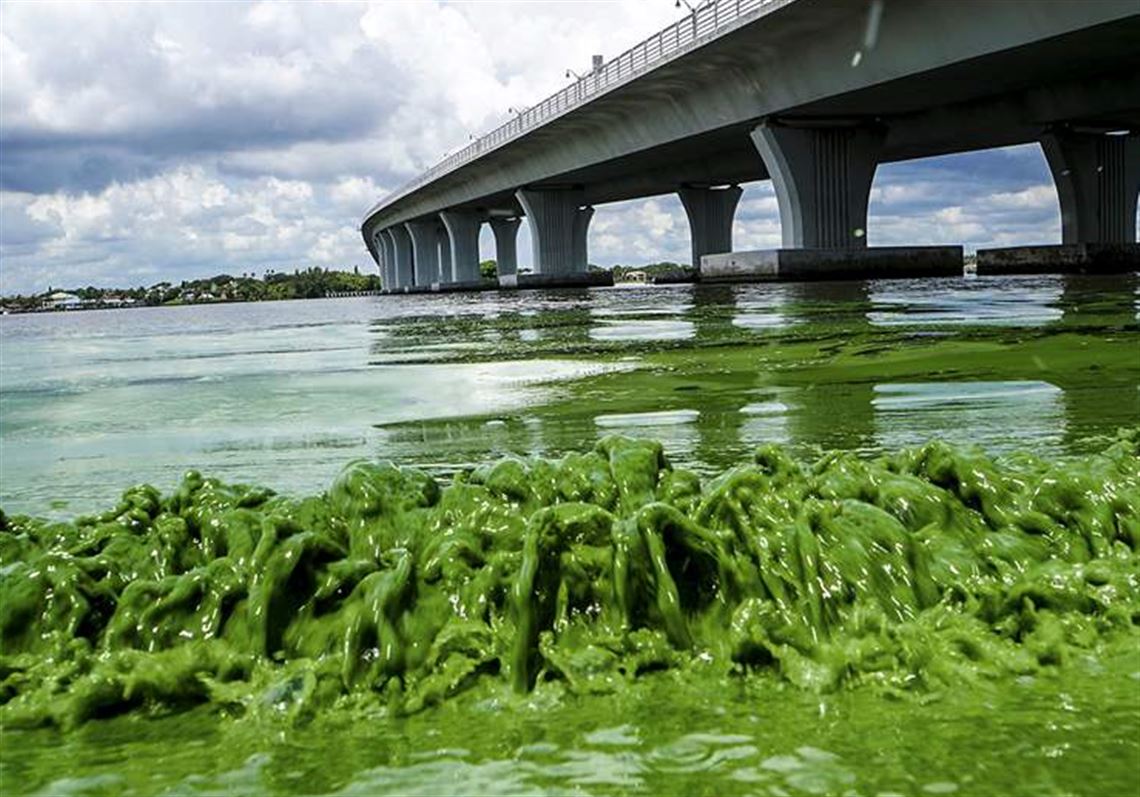 THE ALGAL PHENOMENON- ALGAL BLOOM - BIOLOGY EASE