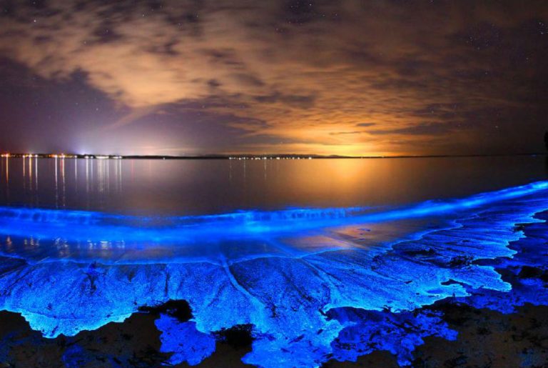 what-causes-bioluminescence-in-the-ocean-biology-ease