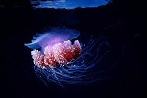 What causes bioluminescence in the ocean