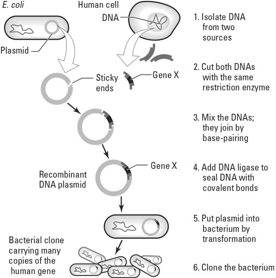 Recombinant DNA Technology steps