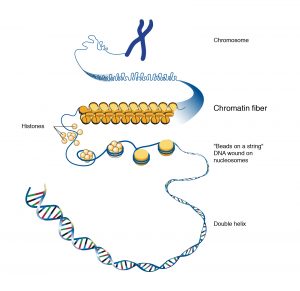 Chromatin and its types