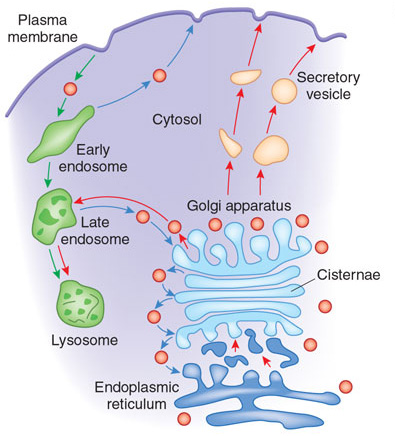 golgi lysosome