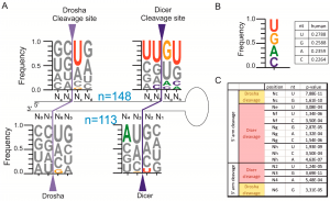 Micro-RNA (miRNA): Biogenesis & Function