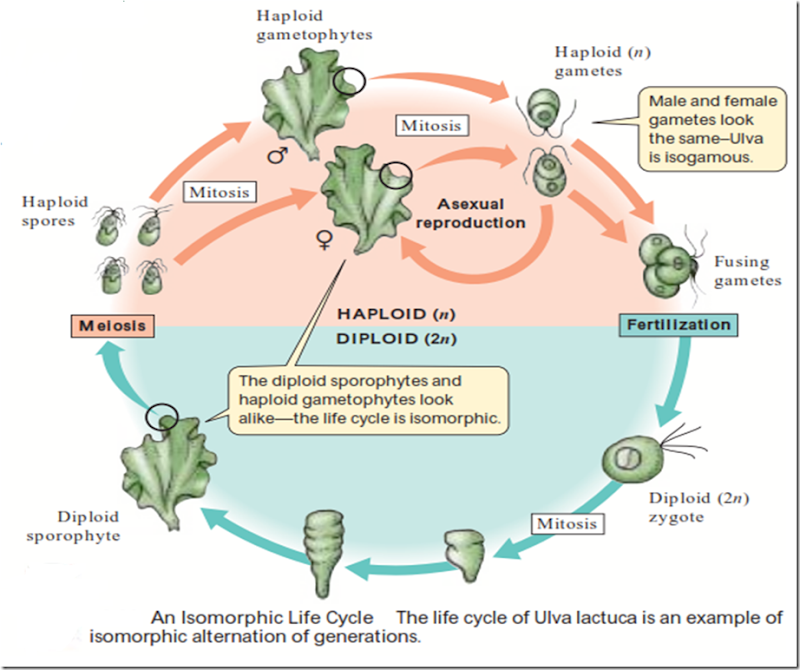 isomorphic diplohaplontic life cycle