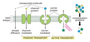 Principles of Membrane Transport