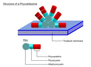 Class: Cyanophyceae