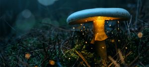 10220 Fungi Quiz Eureka Blog