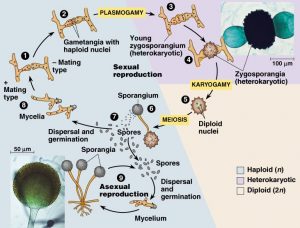 Zygomycotina