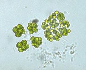 CHLOROPHYTA IN SMITH'S CLASSIFICATION