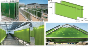 ALGAE CULTURING TECHNIQUES