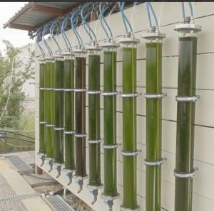 ALGAE CULTURING TECHNIQUES