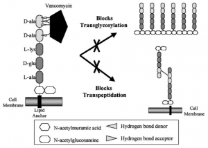 Bacterial resistance to antibiotics