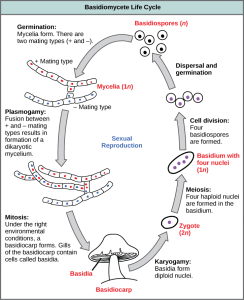 BASIDOMYCOTINA| Sub- Division IV