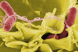 Microorganisms in milk spoilage