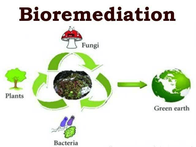 BIOREMEDIATION- OVERVIEW. - Biology Ease