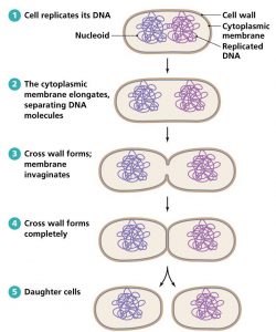 Bacteria