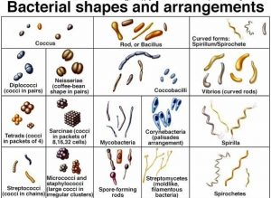 BACTERIA -OVERVIEW