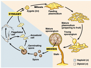 MORPHOLOGY OF SLIME MOLDS - Biology Ease