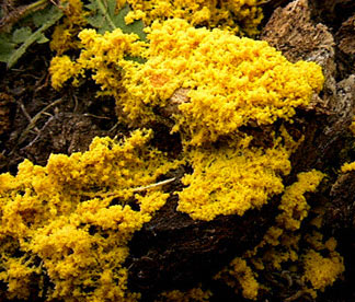 MORPHOLOGY OF SLIME MOLDS - Biology Ease