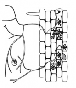 Ectomycorrhizae and Endomycorrhizae