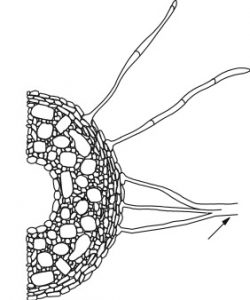 Ectomycorrhizae and Endomycorrhizae