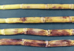 RED ROT OF SUGARCANE