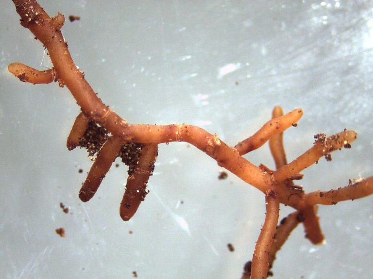 mycorrhiza ectomycorrhiza mushroom root