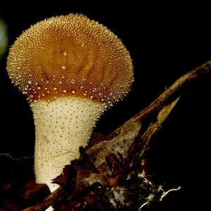 Economic Importance of fungi