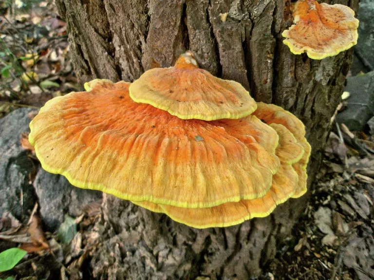 shelf fungus basidiomycota carol senske
