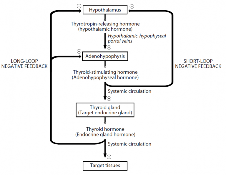 Hormones of the neurohypophysis
