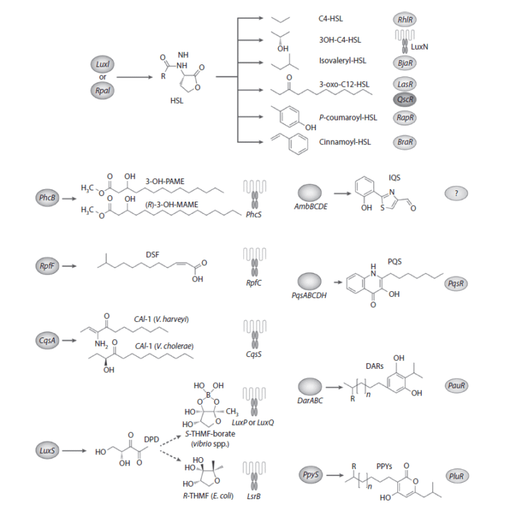 QUORUM SENSING IN GRAM-NEGATIVE BACTERIA