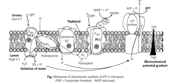 Chemiosmotic hypothesis of ATP formation