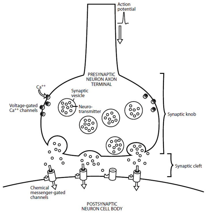 Synaptic transmission