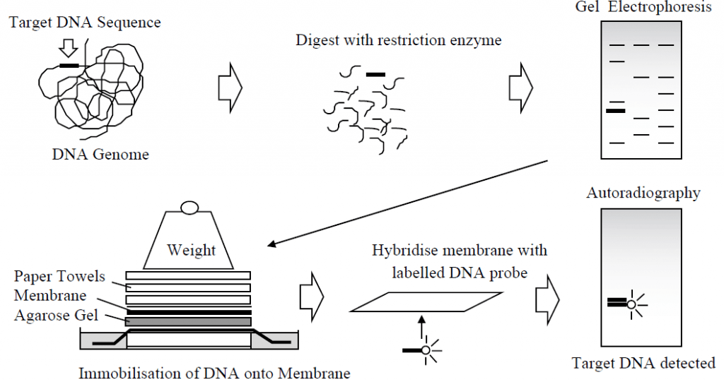 Nucleic Acid Analysis Methods Biology Ease 9433