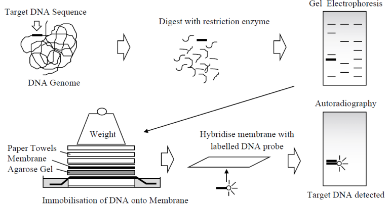 Nucleic Acid Analysis Methods