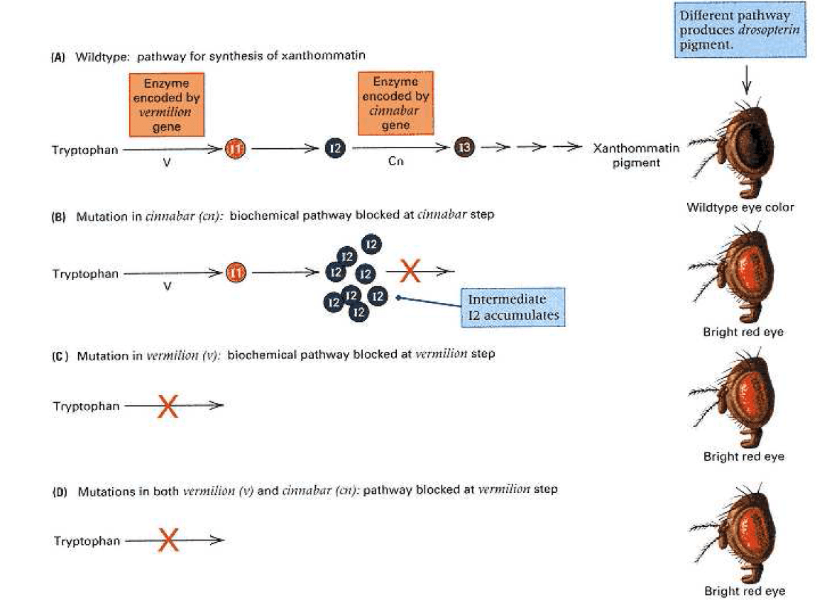 How Genes Determine Traits? - Biology Ease
